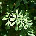 Also known as rutin, rutoside or quercetin. Rutin Rutosid