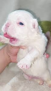 Cachorros Bulldog Frances Blanco Y Negro