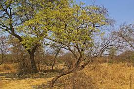 Image result for Albizia amara