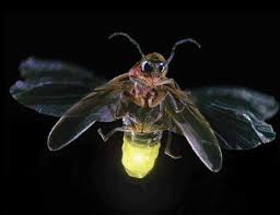 نتیجه جستجوی لغت [fireflies] در گوگل