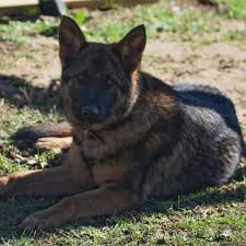 Use the search tool below and browse adoptable. Akc German Shepherd Female In Tennessee Lots Of Training Delivery Va Pa Ny Nj Md Ga Fl 7 Akc German Shepherd German Shepherd Akita Puppies For Sale
