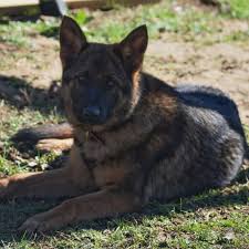 Find german shepherd dog puppies and breeders in your area and helpful german shepherd dog information. Akc German Shepherd Female In Tennessee Lots Of Training Delivery Va Pa Ny Nj Md Ga Fl 7 Akc German Shepherd German Shepherd Akita Puppies For Sale