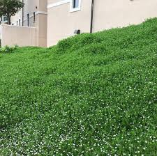 Image result for Lippia