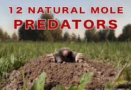 The moles are feeding on the grubs, earthworms and other soil 80% people found this answer useful, click to cast your vote. 12 Natural Predators Of Moles What Naturally Eats A Mole Pest Pointers Tips For At Home Pest Control