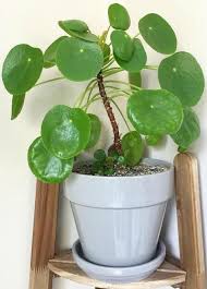 How To Care For Pilea Peperomioides Clever Bloom Plants Chinese Money Plant Trees To Plant