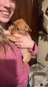 Mr grumps nose is a bit red because he ran into a brick wall 🤦🏻‍♀️