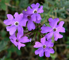 Image result for Verbena aristigera