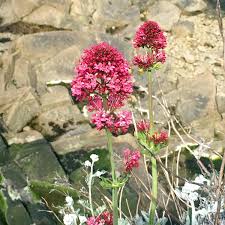 Image result for Centranthus
