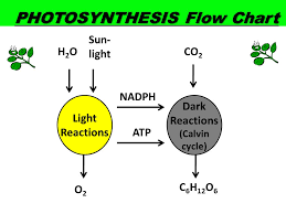 Releasing Food Energy Ppt Video Online Download