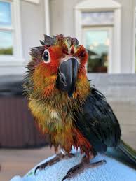 Conure Bird Bath For Cage Pin By Tamara Luthy On Nature In 2020 Sun Conure Conure Conure Parrots