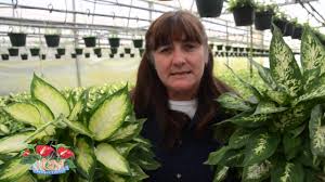 Dieffenbachia Camille Compacta Youtube