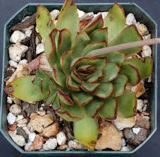 This list shows a few of my favorites, and each image links to a dedicated page with more information. International Crassulaceae Network