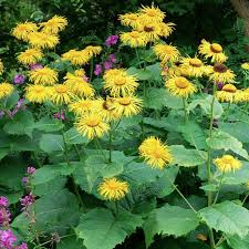 Image result for Inula