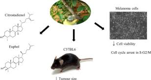 Image result for Synadenium glabratum