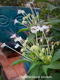 Image result for Clerodendrum incisum
