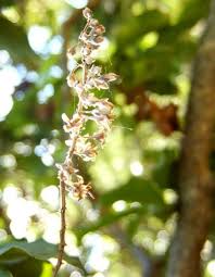 Image result for Bersama lucens