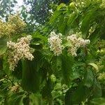 Image result for Corynanthe