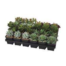 How to choose the best plants for your garden. Artificial Plants Vases At Menards