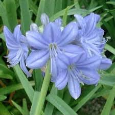 Image result for Agapanthus campanulatus
