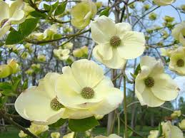 A yellow rose will reflect about 5% of blue light, producing an unsaturated yellow (a yellow with a degree of white in it). Botanical White Yellow Dogwood Flowering Tree Baslee Troutman Photograph By Patti Baslee