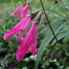Image result for Coleus buchananii