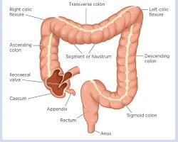 Image of Large intestine anatomy diagram