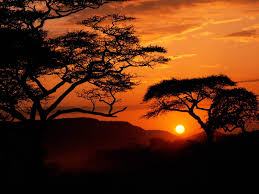 African tree silhouette on sunset in savannah, nature of africa, kenya. Tree Silhouette Sunset Africa Hd Wallpaper Wallpaper Flare