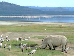 Tripadvisor has 2,536 reviews of nakuru hotels, attractions, and restaurants making it your best nakuru resource. Lake Nakuru National Park Photos Featured Pictures Of Lake Nakuru National Park Rift Valley Province Tripadvisor