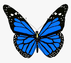 Jun 01, 2010 · butterfly wingspan: Moths And Blue Monarch Butterfly Png Transparent Png Kindpng