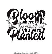 Over the past seventeen years, ms. Gardener Quotes And Slogan Good For T Shirt Bloom Where You Are Planted Good For Poster Canstock