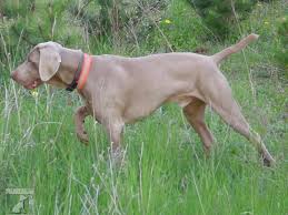 Image result for výmarský dlouhosrstý ohař