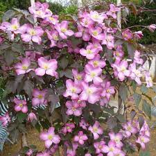 We did not find results for: One Of The Brightest Pink Clematis Montanas Award Winning Clematis 39 Freda 39 Is A Lovely Small Growing Deciduou Clematis Montana Clematis Pink Flowers