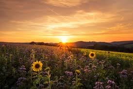 Ворог 2 жовтня порушив перемир'я 15 разів, втрат немає, - штаб ООС - Цензор.НЕТ 2762