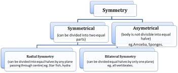 Animal Kingdom Class 11 Notes Biology Mycbseguide Cbse