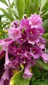 Image result for Iochroma