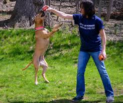 33 warner road, huntington, ny 11743 | telephone: Animal Shelter City Of Yonkers Ny