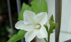 Image result for Ipomoea magnusiana