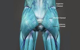 Please help wikimsk by expanding it. Pain Archives Solutions Sports And Spine