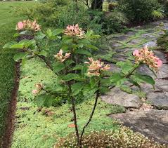 Image result for Berlinia grandiflora