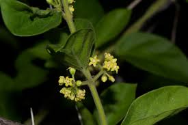 Image result for Marsdenia sylvestris