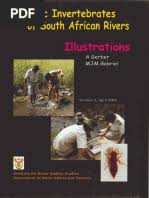 Image result for Barleria megalosiphon