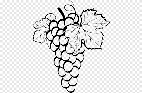 Dibujo De La Vid De Uva Comun Uva Comida Hoja Png Pngegg Pintado por uvas el 23 de noviembre del 2010. uva comida hoja png