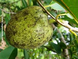 Image result for Landolphia glabra