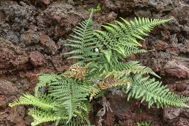 Image result for Pityrogramma