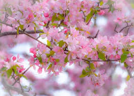 Find & download the most popular flower photos on freepik free for commercial use high quality images over 9 million stock photos. Most Beautiful Flowers Which Will Help You Captivate Your Dear One S Heart Udaipur News Udaipur Latest News Udaipur Local News Udaipur Updates