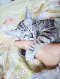 Kisah sejarah kucing dalam islam. 100 Nama Kucing Korea Yang Bagus Dan Artinya Binatang Peliharaan