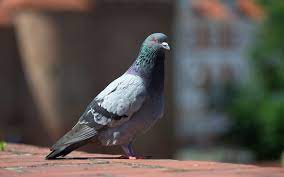 Pigeon Egg Facts Laying Eggs And Hatching Birds Profile