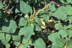 Image result for Amaranthus blitum