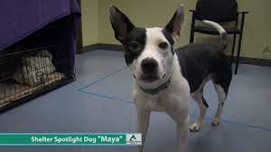 We did not find results for: Dog Of The Week Maya The Border Collie Pit Bull Mix Youtube