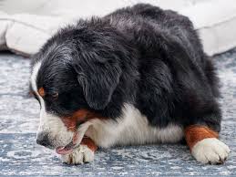 What does treatment look like for a spider bite? Why Is My Dog Licking His Paws